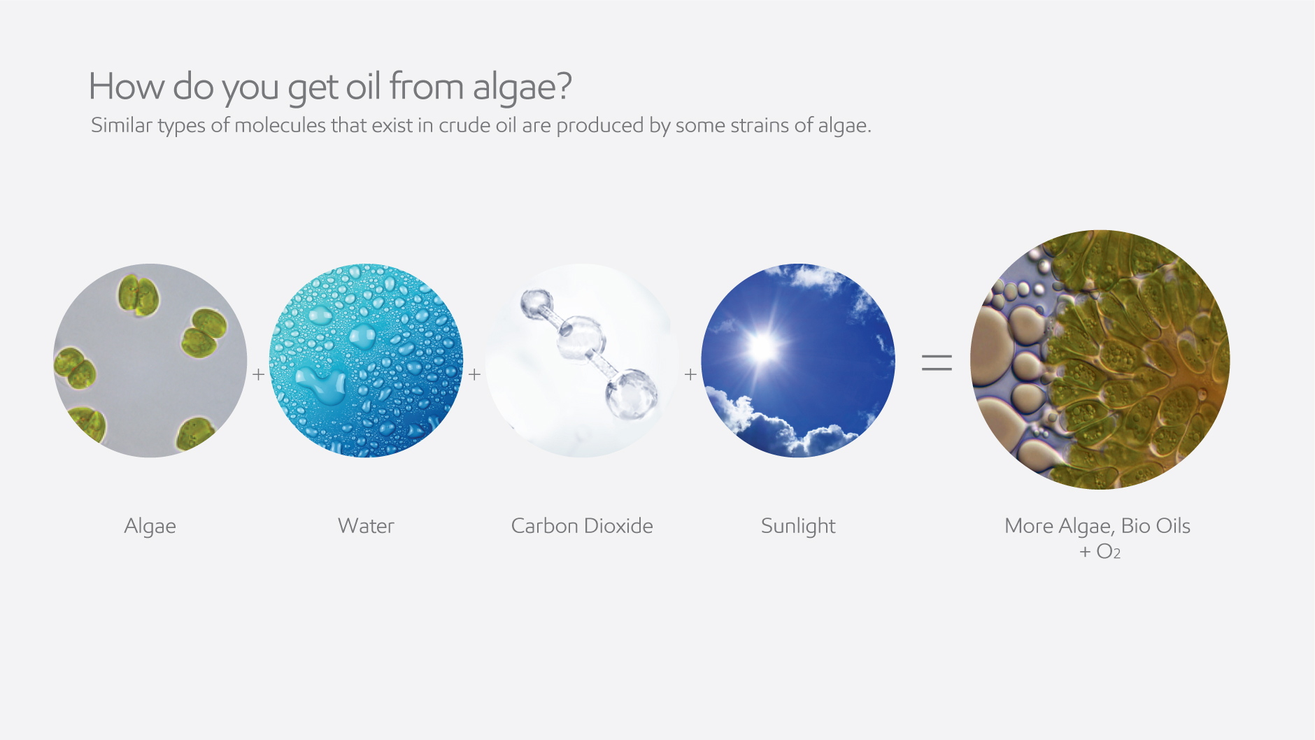 How algae works flow chart