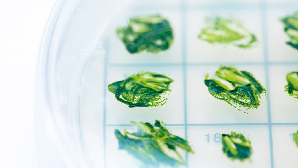 Algae in a petri dish