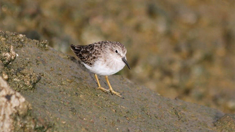 Spotted Sandpiper (Actitis macularius) at the Enmore site  Region 4