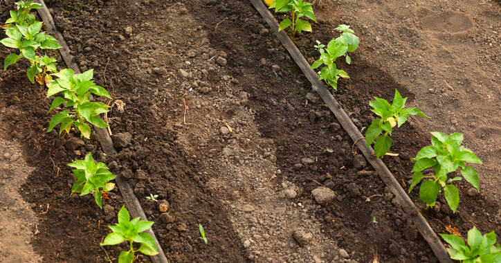 Image Drip laterals slowly drip water directly to the root zones of the crops, thus helping to reduce water use.